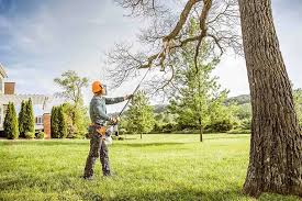 Best Tree Health Inspection  in , IA